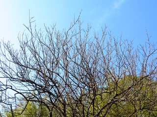 日本の田舎の風景　12月　裸木と青空