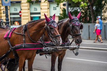 Fototapeta na wymiar Famous street horse carriage in Vienna Wien, Austria.