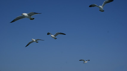 Seagull group in blue sky