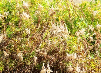 日本の田舎の風景　12月　初冬の草叢　セイタカアワダチソウ