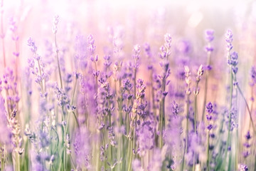Selective and soft focus on lavender, beautiful flowering lavender flowers, lavendel lit by sunlight
