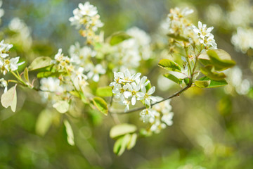 blossoming apple tree