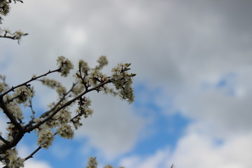 tree branches against blue sky