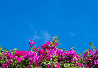 Fototapeta premium Pink colorful bougainvillea against rich blue romantic sky.
