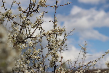 branches of a tree against the sky