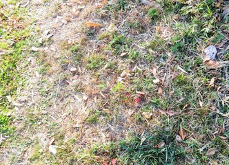 日本の田舎の風景　12月　初冬の草原