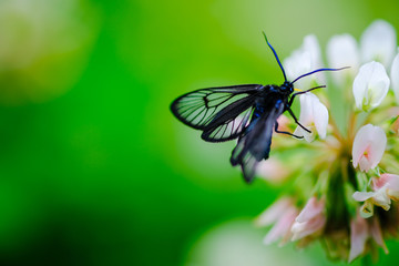 シロツメクサの蜜を吸うウメスカシクロバ