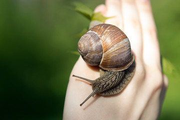 A grape snail crawls on a girl's hand in a park in nature.