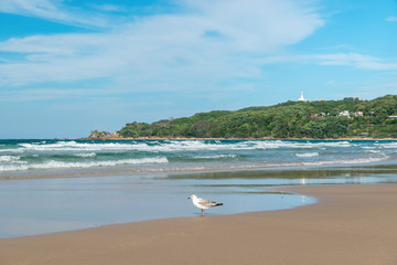 Lone Seagull at Byron Bay Beach in December, New South Wales, Australia
