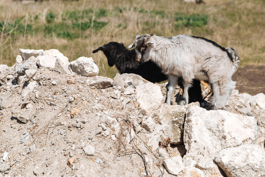 Two little goats of black and white walk on the stone