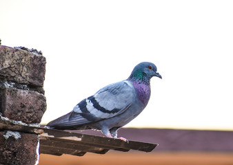 pigeon perched on a branch