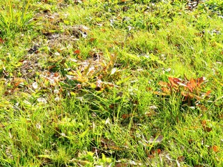 日本の田舎の風景　12月　初冬の草原