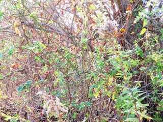 日本の田舎の風景　12月　野茨の赤い実