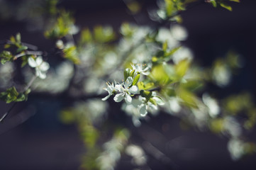 Branches of the cherry blossoms in the garden