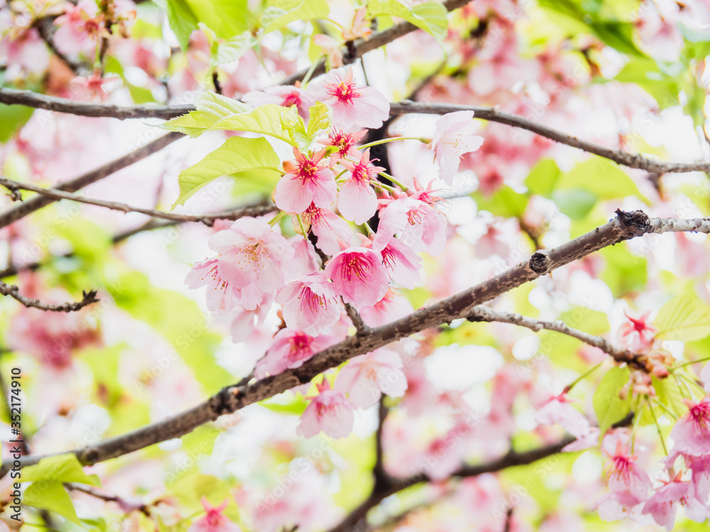 Sticker Cherry blossoms