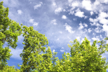 Green nature on a beautiful sunny day