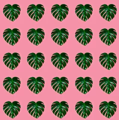 Glasschilderij Tropische planten Groene bladmonstera op een roze achtergrond. Hart vorm