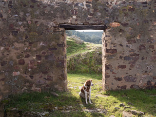 PERRA Y PUERTA