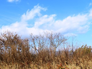日本の田舎の風景　12月　初冬の山の木々　裸木と青空