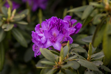 Obraz premium Blossom of purple radodendron. Closeup photo.
