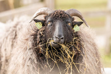 Image of sheep on the coutry side farm during sunset