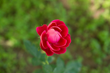 Beautiful rose bud, Pink rose on a green background.