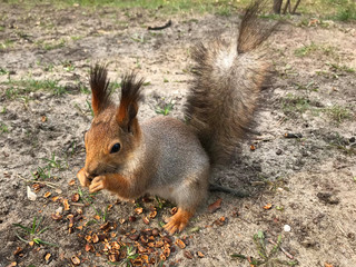 furry young squirrel with a red tail