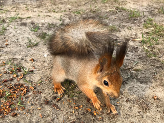 furry young squirrel with a red tail