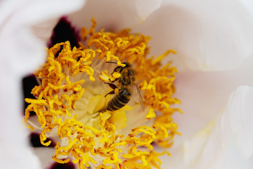 A bee drinks nectar in a large white peony