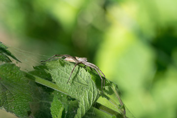 A spider on a web is waiting for its prey in a clearing
