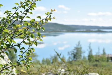 tree with view over lake