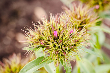 close up of a sweet William blossom opening in the dawn light