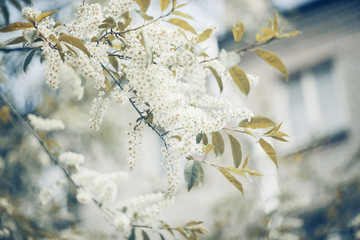 Blossoming bird cherry