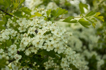 Beautiful Hawthorn blossom, close-up. Flowers of Midland hawthorn, Crataegus laevigata, Common hawthorn, Crataegus monogyna. Bloom taken to the left with a blurred out green background.