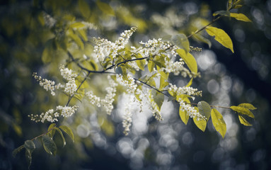 Blossoming bird cherry