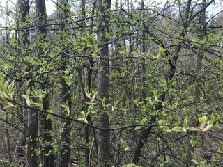 A mixed forest at summer sunny day, beautiful landscape