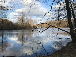 Green trees by the lake on a sunny day, with clouds on the sky