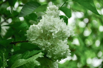 Tender and beautiful lilacs bloomed with white flowers on a sunny and warm day.