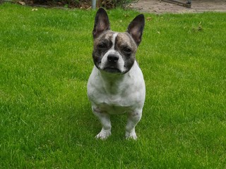 Chibull is standing in the grass and looks straight into the camera. Cross between French bulldog and chihuahua.