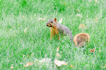squirrel sitting in the tall Illinois grass watching intently