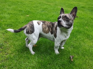 Chibull seen from the side, cross between French bulldog and chihuahua.