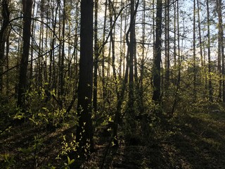 A mixed forest at summer sunny day, beautiful landscape