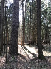 A mixed forest at summer sunny day, beautiful landscape