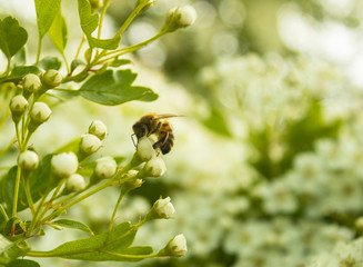 Beautiful Hawthorn blossom, close-up. Flowers of Midland hawthorn, Crataegus laevigata, Common hawthorn, Crataegus monogyna. Bloom taken to the left with a blurred out green background.
