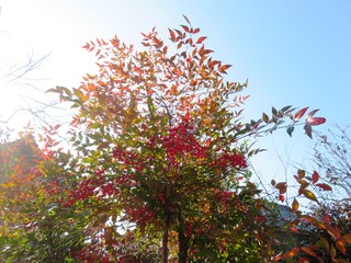 日本の田舎の風景　12月　南天の赤い実にとまった雫