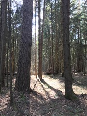A mixed forest at summer sunny day, beautiful landscape