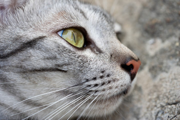Close-up eyes American Shorthair cat