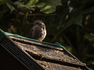 Dunnock in the Garden