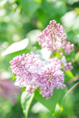 Lilac blossom in sunny spring may day. Background image with space for text