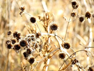 日本の田舎の風景　12月　引っ付き虫　アメリカセンダングサの種子